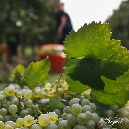 Alloggi Agrituristici Le Vignole ファームステイ *